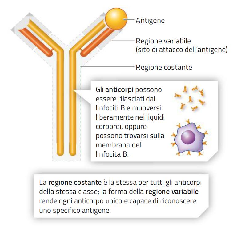 9. La risposta umorale: gli anticorpi /1 Gli anticorpi sono proteine formate da 4 catene