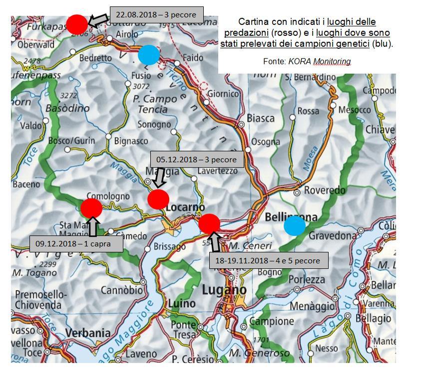 Grandi predatori Lupo In Ticino nel 2018 ci sono stati 5 attacchi di lupi su bestiame da allevamento. Numero Data Luogo Capi predati Individuo 1 22.08.