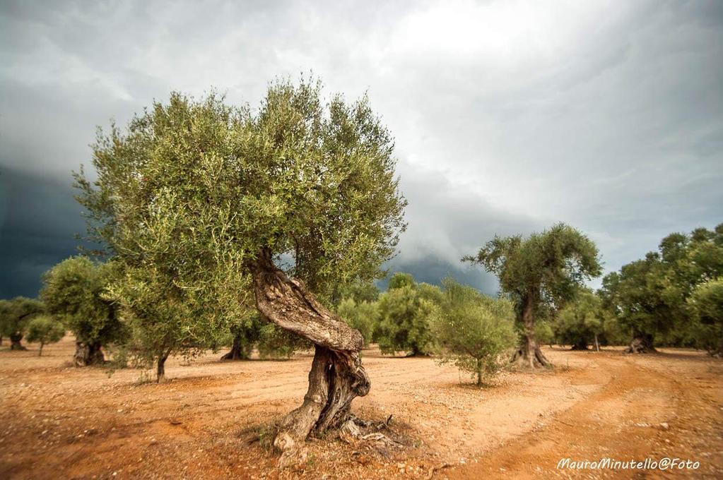 I paesaggi dell olivo di