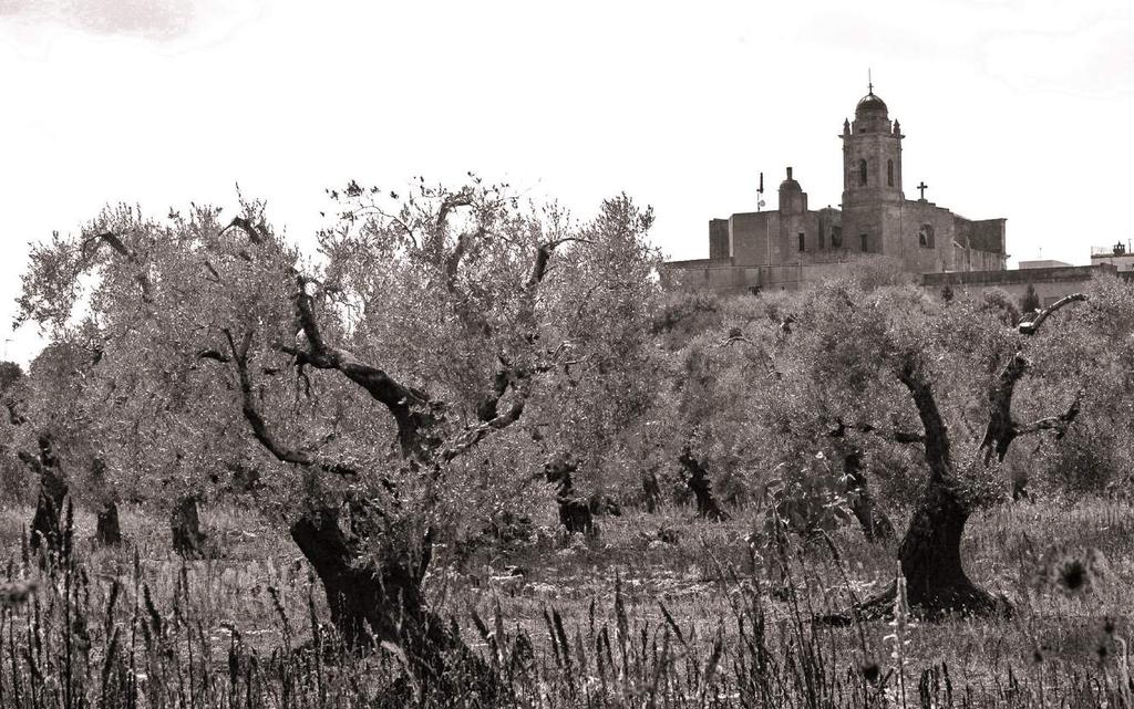 I paesaggi dell olivo di