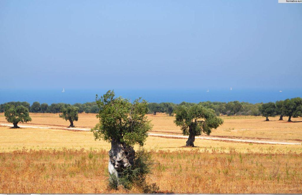 I paesaggi dell olivo di