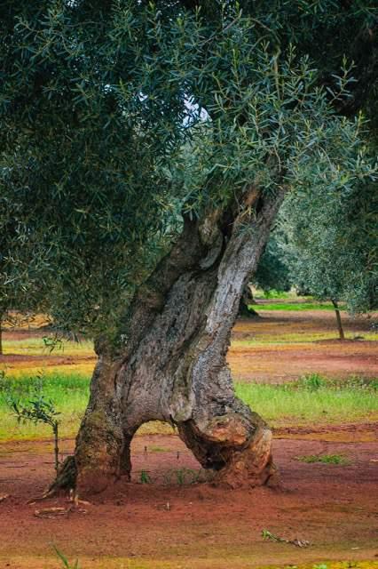 di Puglia,