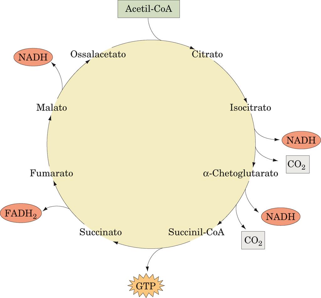 Per ogni molecola di Acetil-CoA che viene ossidata nel ciclo vengono prodotti: 3 NADH 1 FADH 2 1 GTP