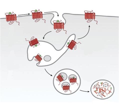 Fingolimod: