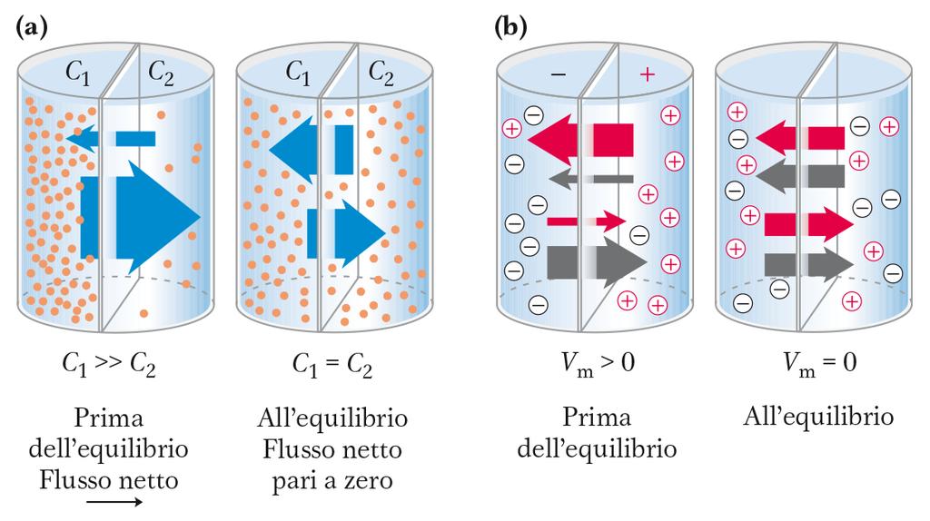 V m = potenziale di membrana, determina una forza che si oppone ai movimenti ionici che tendono ad aumentare V m G t