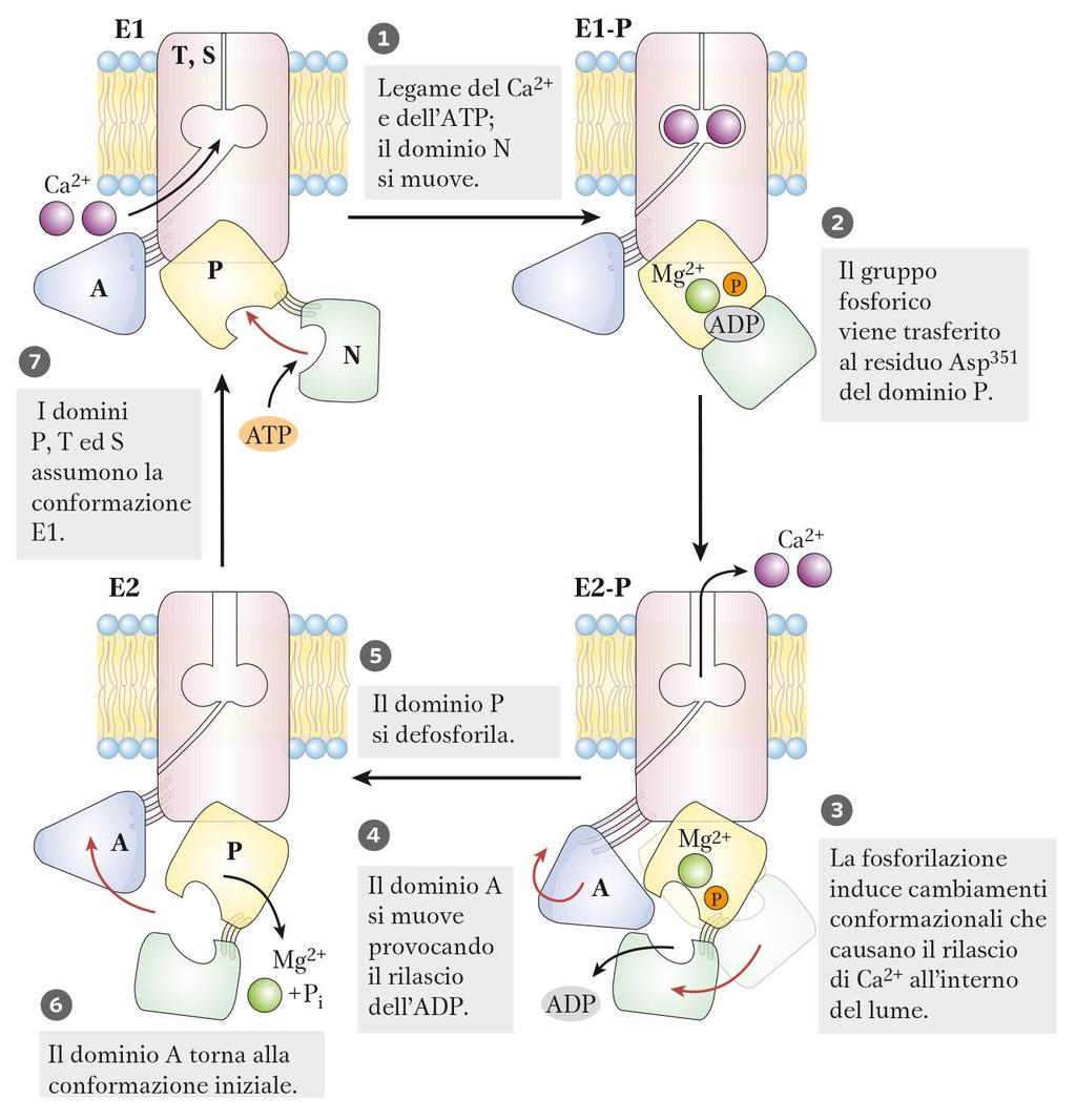 reversibilmente fosforilati.