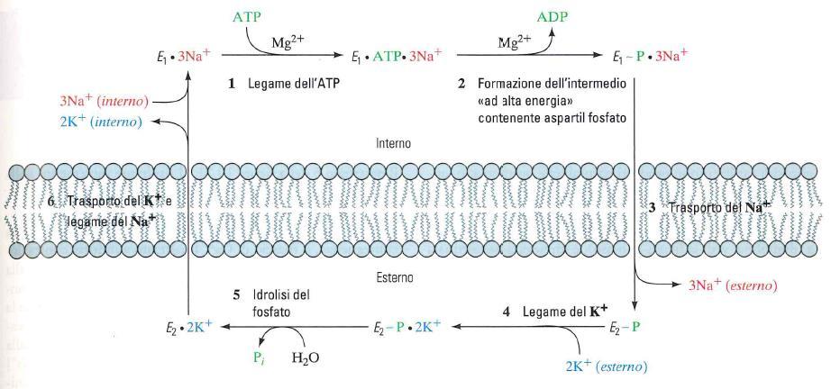 La Na + /K + ATPasi Trasportatore attivo (ATPasi