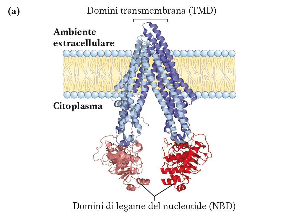 I trasportatori ABC Famiglia di trasportatori ATP-dipendenti che trasportano molte molecole (amminoacidi, peptidi, lipidi, farmaci ecc.