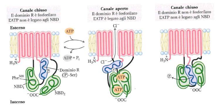 Un canale ionico difettoso causa la fibrosi cistica Nei pazienti con fibrosi cistica (CF) lo strato di muco che ricopre la superficie interna dei polmoni è troppo spesso, ostruendo il passaggio dell