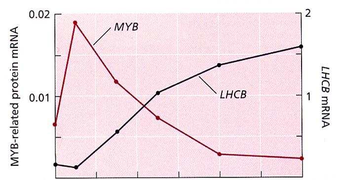 MYB LHCB gene di risposta