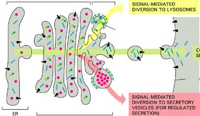 Lo smistamento delle proteine sintetizzate nel RE avviene tramite la formazione e trasferimento di vescicole che, dopo esser passate nel Golgi, verranno smistate al lisosomi o secrete nello spazio