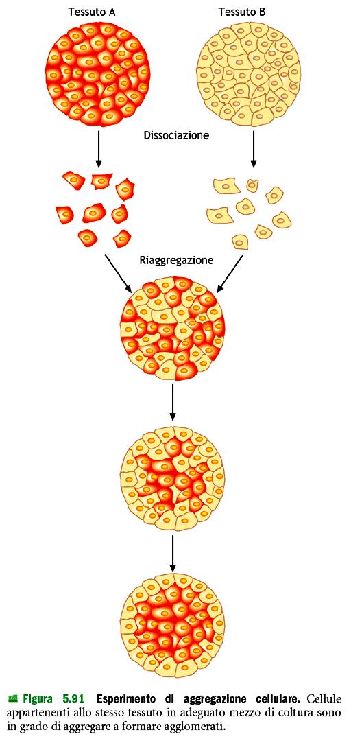 Le caderine e le CAM (cell adhesion molecules)