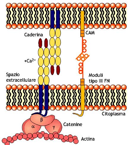 Caderine- omofiliche (interazione tra proteine