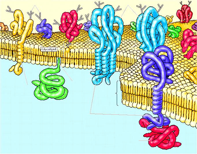 Carboidrati proteine Glicolipide Regione ad α-elica di