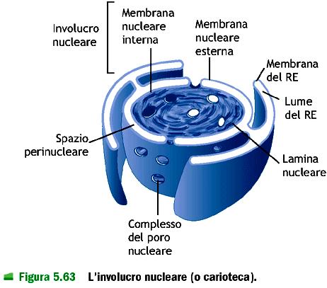 Nel nucleo e dal nucleo: sequenza di