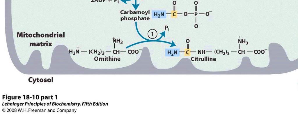 Nel mitocondrio il carbammilfosfato reagisce con l ornitina per formare citrullina in presenza di ORNITINA TRANSCARBAMMILASI La citrullina esce