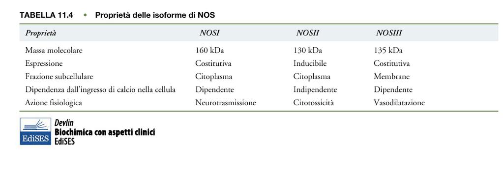 Esistono 3 isoforme della NOS che controllano diversi processi fisiologici: 1) nnos (NOS neuronale o NOS I) Ca 2+ -dipendente costitutiva (cervello, muscolo) 2) inos (NOS inducibile o NOS II) Ca 2+