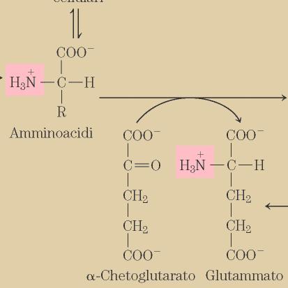 Proteine cellulari Tessuti extraepatici NH 3, ATP TRANSAMINASIONE Glutammato Disponibili