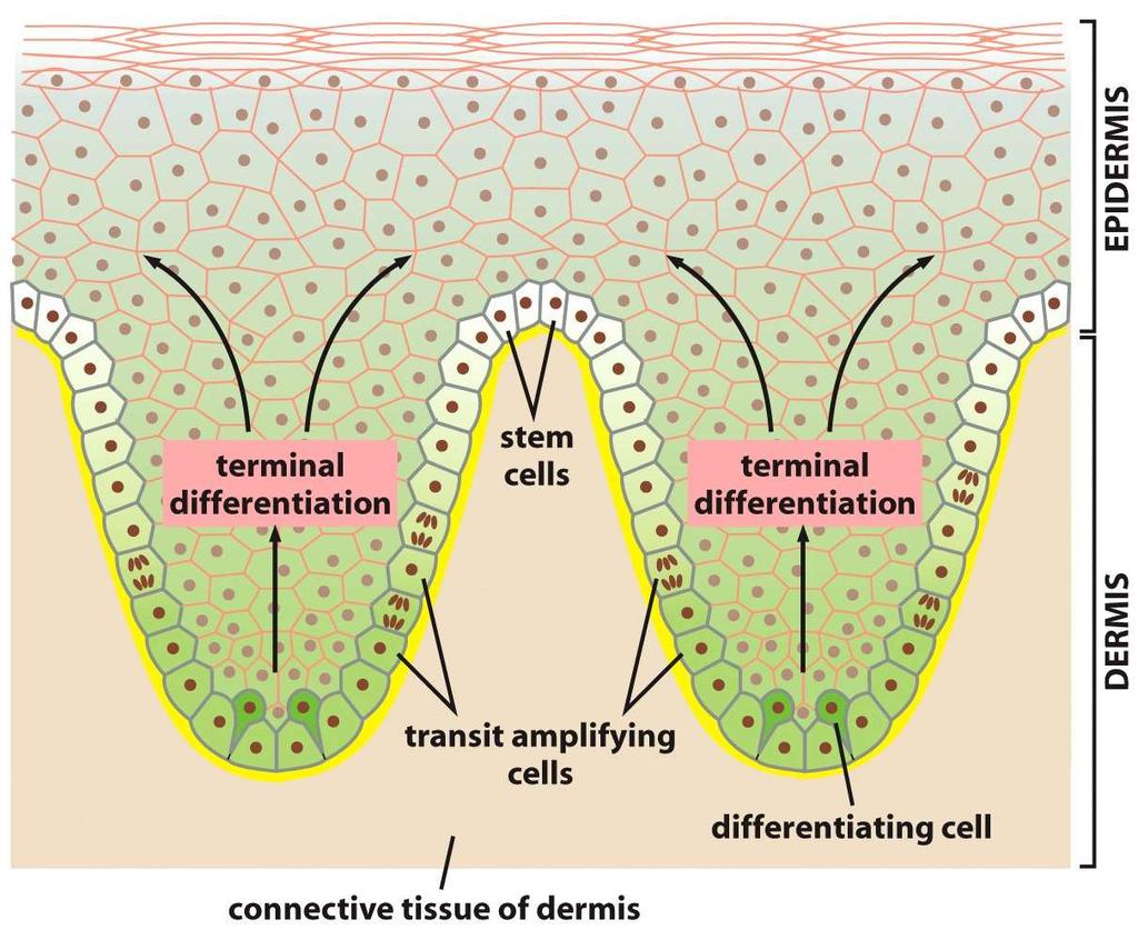 Figure 23-7 Molecular Biology of