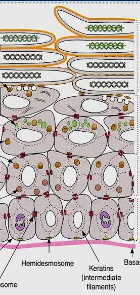 EPIDERMIDE estrusione di lipidi granuli di profilaggrina granuli lamellari melanosomi filaggrina profilaggrina