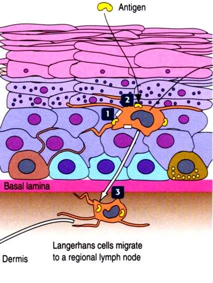 Epidermide: