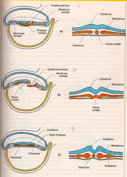 Embrione Trilaminare Tre foglietti: ectoderma