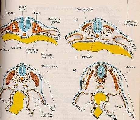 Evoluzione dei somiti dermatomo