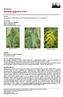 Asteraceae Solidago gigantea Aiton