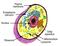 Plasma membrane. Endoplasmic reticulum. Nucleus. Golgi apparatus. Mitochondrion Lysosome. Ribosome