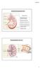 Anatomia funzionale del rene