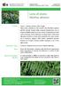 Lotta all ailanto Ailanthus altissima