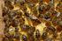 Controllo della varroa in apicoltura biologica. Formiche e forbicine possono rimuovere gli acari dall inserto.