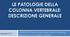 LE PATOLOGIE DELLA COLONNA VERTEBRALE: DESCRIZIONE GENERALE