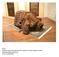 Snout materiali vari prelevati dall armadio, pelliccia di visione, tappeto persiano. Placentia Gallery (Piacenza). enrico morsiani/2004.