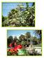 San Remo Villa Ormond 3 e 4 dicembre 1999 Storia, tradizione, biologia e tecniche di potatura delle palme in Riviera e Costa Azzurra.