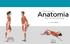 Manuale di. Anatomia. per lo stretching. A cura di Ken Ashwell