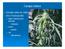 Canapa indiana. Cannabis sativa var. indica Circa 70 principi attivi. foglie e infiorescenze femminili. resina. hashish. olio.
