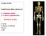 SCHELETRO. Suddivisione dello scheletro in: scheletro assile scheletro appendicolare. Scheletro assile: Cranio Colonna vertebrale Sterno coste