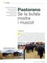 Pastorano Se la bufala mostra i muscoli