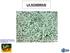 NOSEMIASI. Malattia delle api adulte dovuta ad un microsporidio (inizialmente: classificato come. Classe: Microsporidi. Famiglia: Nosematidi