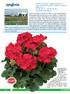 224 LE NOVITA. Pelargonium interspecifico Calliope TM Scarlet 1 Nuovo ibrido di geranio a fiori grandi semidoppi