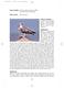 Nome scientifico Pandion haliaetus (Linnaeus, 1758) (Accipitriformes Pandionidae) Falco pescatore