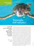 Tartarughe dell Adriatico