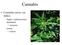 Cannabis. Cannabis sativa var. indica. foglie e infiorescenze femminili. resina. marijuana. hashish