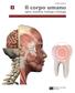 SANDRO BARBONE. Il corpo umano. Igiene, Anatomia, Fisiologia e Patologia FRANCO LUCISANO EDITORE