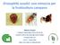 Drosophila suzukii: una minaccia per la frutticoltura campana
