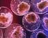 Che cos è una cellula staminale?