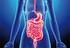 Apparato gastrointestinale e metabolismo