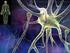 TESSUTO NERVOSO neuroni e cellule gliali