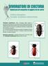 Ordine Coleoptera Famiglie Anobidae e Bostrichidae